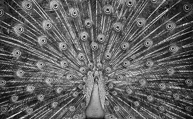 Image showing Peacock showing his majestic tail during the mating season in black and white