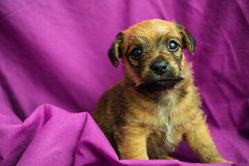 Image showing Cute puppy over purple fabric