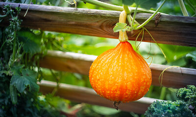 Image showing Ripe red kuri squash