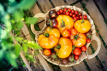 Image showing Harvest of red and orange tomatoes