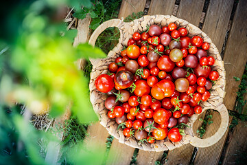 Image showing Harvest of cherry tomatoes