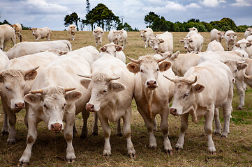 Image showing Blonde d\'Aquitaine breed in the meadow