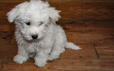 Image showing Sad white bichon puppy over wood