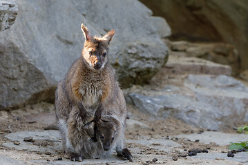 Image showing female of kangaroo with small baby in bag