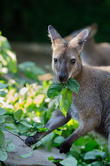 Image showing Red-necked Wallaby kangaroo baby graze