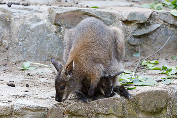 Image showing female of kangaroo with small baby in bag