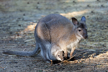 Image showing female of kangaroo with small baby in bag