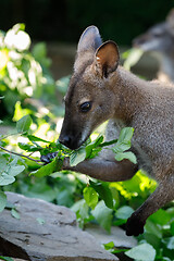 Image showing Red-necked Wallaby kangaroo baby graze