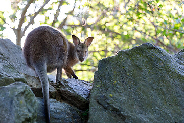 Image showing Red-necked Wallaby kangaroo baby