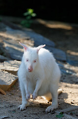 Image showing grazing white albino kangaroo Red necked Wallaby