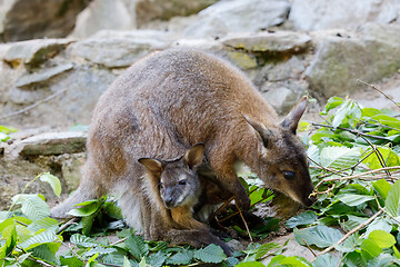 Image showing female of kangaroo with small baby in bag