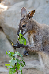 Image showing Red-necked Wallaby kangaroo baby graze