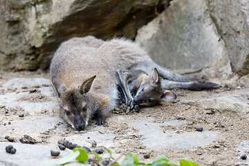 Image showing female of kangaroo with small baby in bag