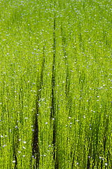 Image showing Large field of flax in bloom in spring