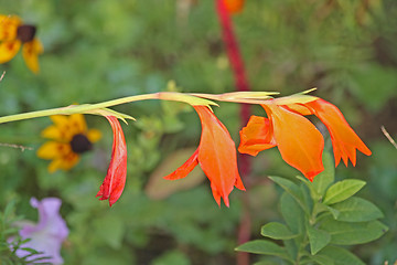 Image showing Gladiolus blossoms