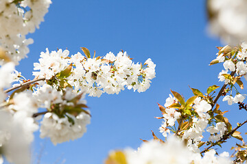 Image showing flowering cherry branch on a blue sky