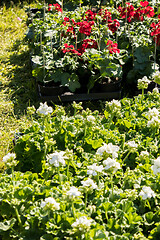 Image showing flowering geraniums in a spring flower market