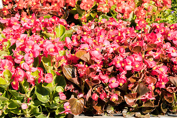 Image showing Begonia flower pots in a flower market