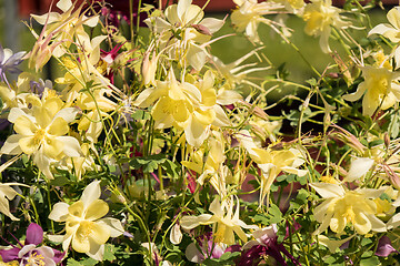 Image showing Delicate mixed columbine flowers in a floral market