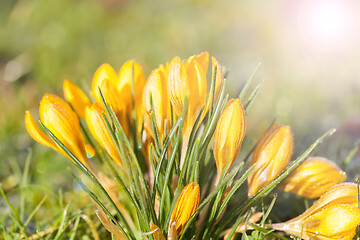 Image showing crocus yellow in the morning frost