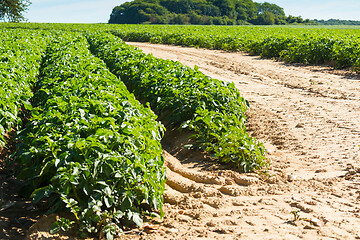 Image showing Large potato field with potato plants planted in nice straight rows