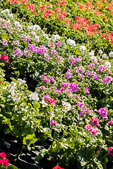 Image showing flowering geraniums in a spring flower market