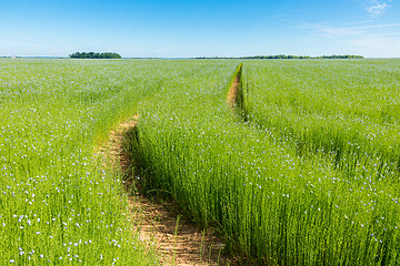 Image showing Large field of flax in bloom in spring