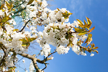 Image showing flowering cherry branch on a blue sky