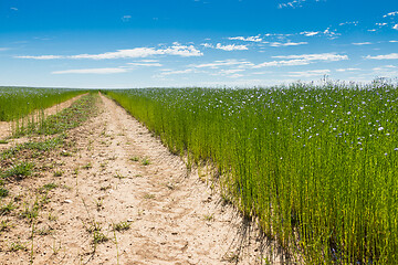 Image showing Large field of flax in bloom in spring