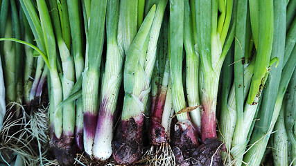 Image showing Row of spring onions