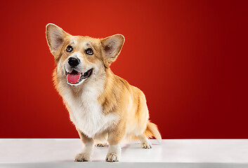 Image showing Studio shot of welsh corgi pembroke playing