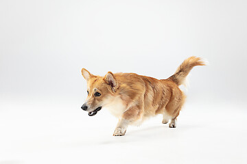 Image showing Studio shot of welsh corgi pembroke playing