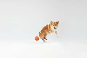 Image showing Studio shot of welsh corgi pembroke playing