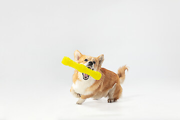 Image showing Studio shot of welsh corgi pembroke playing