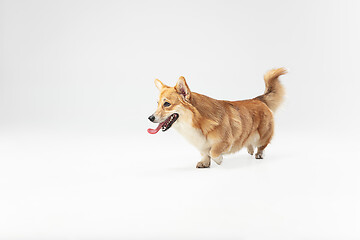 Image showing Studio shot of welsh corgi pembroke playing