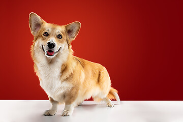 Image showing Studio shot of welsh corgi pembroke playing