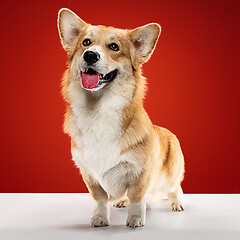 Image showing Studio shot of welsh corgi pembroke playing