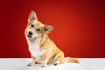 Image showing Studio shot of welsh corgi pembroke playing