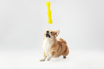 Image showing Studio shot of welsh corgi pembroke playing