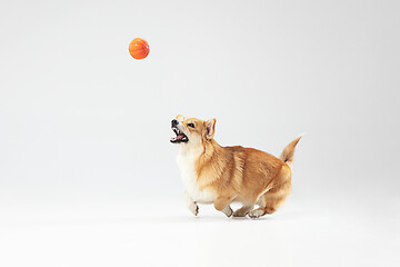 Image showing Studio shot of welsh corgi pembroke playing