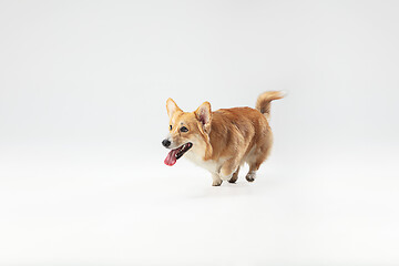 Image showing Studio shot of welsh corgi pembroke playing