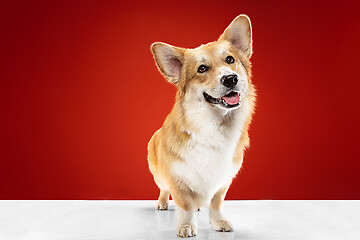 Image showing Studio shot of welsh corgi pembroke playing