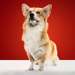 Image showing Studio shot of welsh corgi pembroke playing