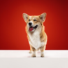 Image showing Studio shot of welsh corgi pembroke playing