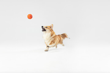 Image showing Studio shot of welsh corgi pembroke playing