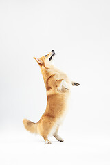 Image showing Studio shot of welsh corgi pembroke playing