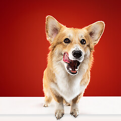 Image showing Studio shot of welsh corgi pembroke playing