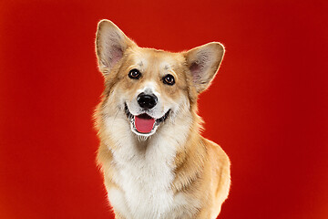 Image showing Studio shot of welsh corgi pembroke playing