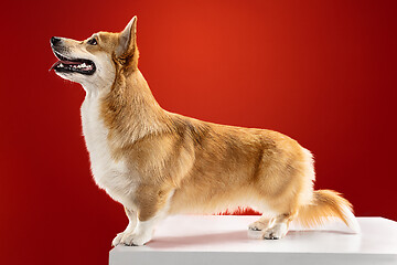 Image showing Studio shot of welsh corgi pembroke playing