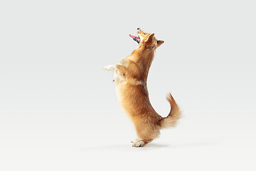 Image showing Studio shot of welsh corgi pembroke playing